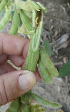 Tips on scouting for Dectes stem borer in soybeans